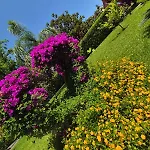 Orchidea Bianca *